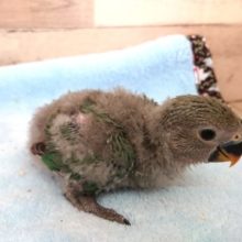 綿々がワタワタ歩きます～　コザクラインコ　ノーマル来ました～～