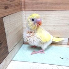 ﾚｱ！クリーム系のハルクィン～黒がほぼなしっ　セキセイインコ～～