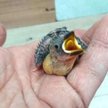 やってきました！桜文鳥のヒナ～～