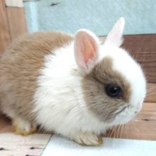 左右で全然、違うんです！ネザーランドドワーフラビット～～