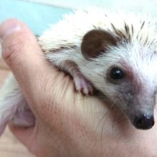 抱っこ大好き☆ハリネズミのパイド　男のコ〜〜