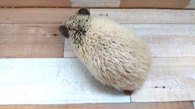 ハリネズミ（ヨツユビハリネズミ）