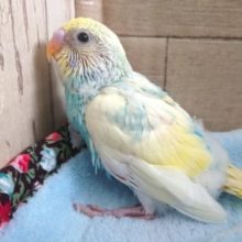 個性的なコ！いかがですか？？セキセイインコ　レインボーパイド　２０２１　１月３０日