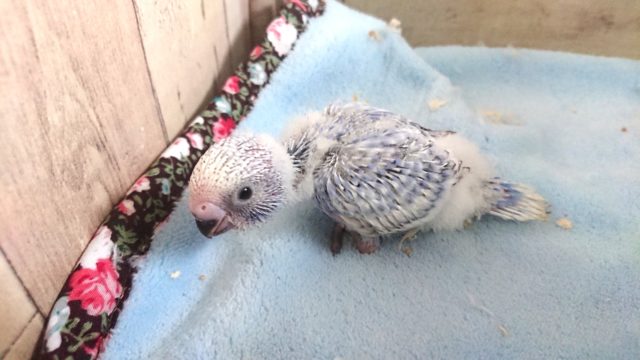 サザナミ模様がｷﾚｲなコ☆　セキセイインコ　スパングル　２０２１　１月３０日