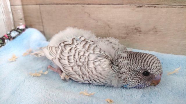 ｽﾃｷな　目つきです☆☆☆ジャンボセキセイインコ　〜