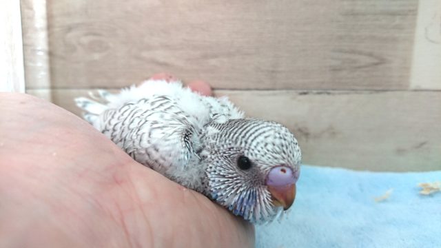 ジャンボセキセイインコ