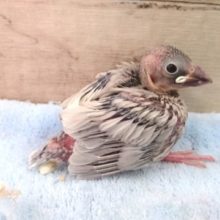 やや固まっています。。ほぐしてください　シルバー文鳥〜〜