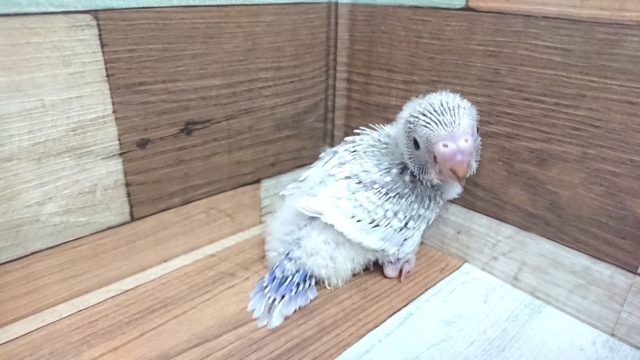 きましたっ！セキセイインコ ライラック～～