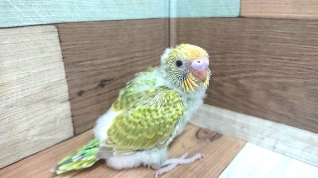 セキセイインコ