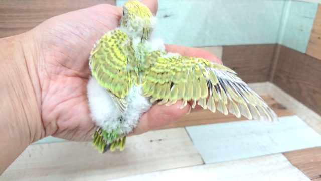 セキセイインコ