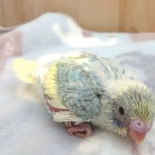 レインボークリームパイドのセキセイインコ、ｷﾚｲですよー！！