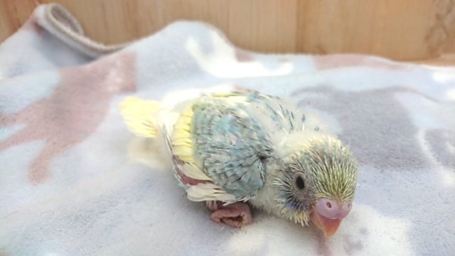 レインボークリームパイドのセキセイインコ、ｷﾚｲですよー！！