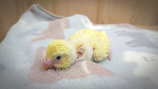 おっとりしてるね〜セキセイインコ　クリーム。