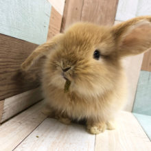 おやつ食べたまま動き回る★ロップイヤーラビット(オレンジ)
