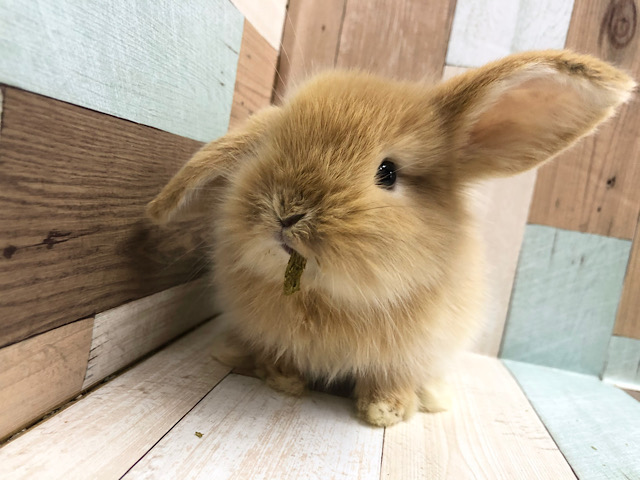 おやつ食べたまま動き回る★ロップイヤーラビット(オレンジ)