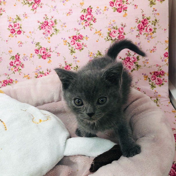 スコティッシュフォールド