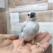 ご飯食べてる時が幸せ〜♥シルバー文鳥さん♪