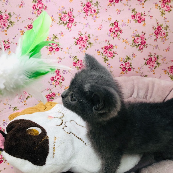 スコティッシュフォールド