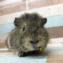 なでなですると満足そう！？メリノモルモットちゃん♪