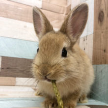 モグモグタイムが癒し♡ネザーランドドワーフ(オレンジ)