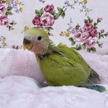 入舎少なめ＆人気カラー！！ コザクラインコ“アメリカンシナモン”のヒナ　2021.1/18撮影