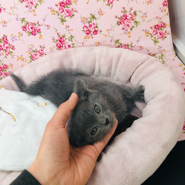 綺麗なブルーのスコちゃんがきたよ~☆ スコティッシュフォールド