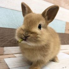 何より食べることが一番♥ネザーランドドワーフ(オレンジ)