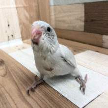 小さな美人さん♥マメルリハちゃん(アメリカンホワイト)