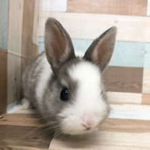 可愛いお顔でそ〜っと近づいてくる♪ネザーランドドワーフ(グレー＆ホワイト)