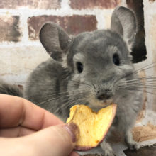 ボク、威嚇だけします★チンチラくん(バイオレット)