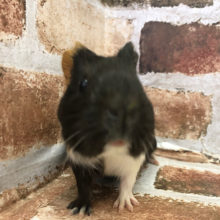 怖いより好奇心のが強いです☆イングリッシュモルモットくん！！