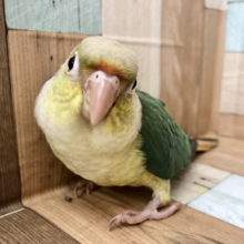 超ホヤホヤ最新画像★食いしん坊の可愛い子ちゃん♥ウロコインコ(ブルーシナモン)