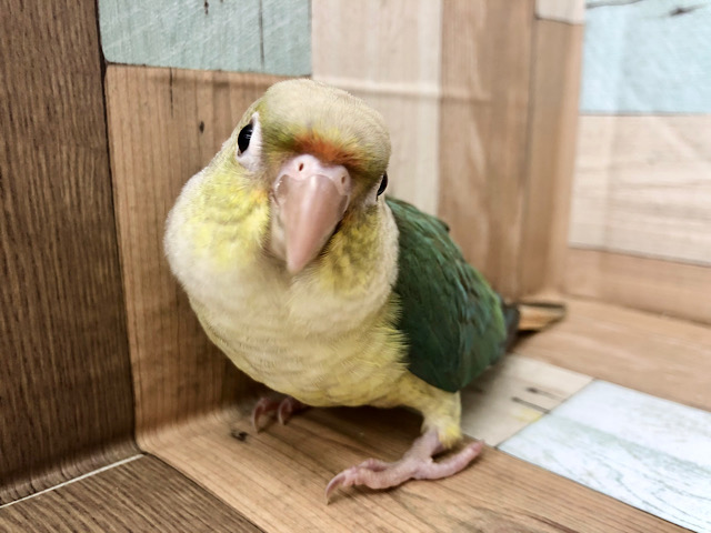 超ホヤホヤ最新画像★食いしん坊の可愛い子ちゃん♥ウロコインコ(ブルーシナモン)