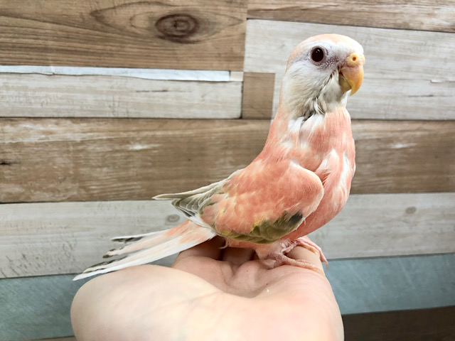 アキクサインコ（秋草インコ）