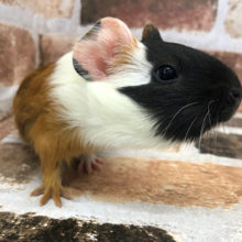 お顔の模様がカッコイイ！？イングリッシュモルモットちゃん♡