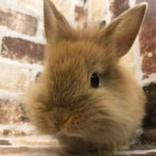 控えめな食いしん坊★ライオンラビット(オレンジ)