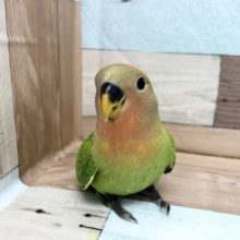 超ホヤホヤ最新画像♪あどけないお顔がキュート♡コザクラインコ(オパーリン)