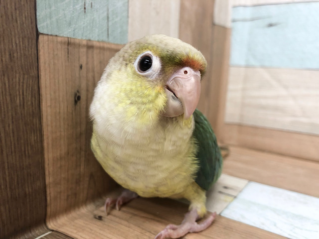 ホオミドリウロコインコ