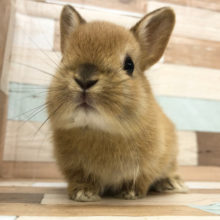 激かわさん連れてきた♥ネザーランドドワーフ(オレンジ)