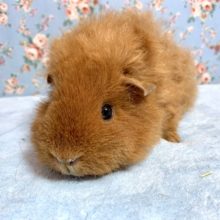 メリノモルモット  女の子  1月14日  PUI PUI！