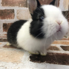 好奇心旺盛でっす★ネザーランドドワーフ(ブラック＆ホワイト)