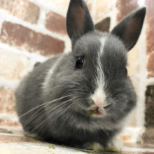 いっぱい食べるキミが好き〜♪ネザーランドドワーフ(ブルー＆ホワイト)