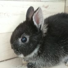 お鼻周りがポイントとなります～　ネザーランドドワーフラビット～～