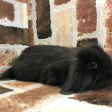 触ると床と一体化！？ロップイヤーラビット(ブラック)