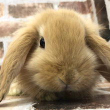 グイグイ前に行くけど許してネ♥ロップイヤー(オレンジ)