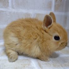 ふさふさ～　ドワーフラビット☆オレンジ 2021年01月05日撮影