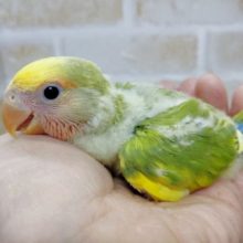 カラフルー　小桜インコ☆タイガーチェリー 2020年01月08日撮影