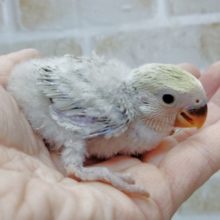 カフェオレカラー♪小桜インコ☆シナモン 2021年01月08日撮影