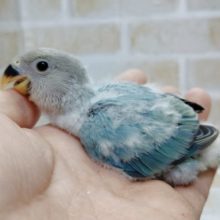 ブルーのレアカラー　小桜インコ☆ブルーオパーリン 2021年01月08日撮影