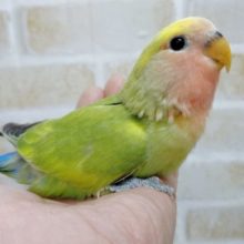 カラフル～　小桜インコ☆タイガーチェリー　2021年02月02日撮影